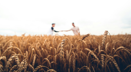 Agriculteurs et blé (1)