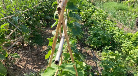 légumes