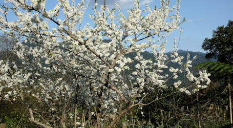 Amandier en agroforesterie © Mche-lee_unsplash